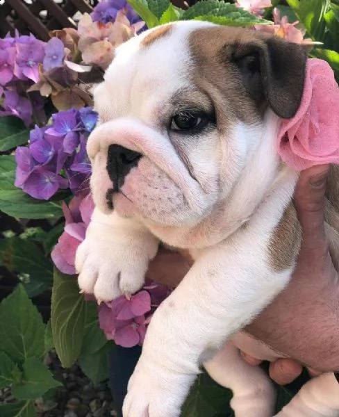 cuccioli bulldog inglese adozione
