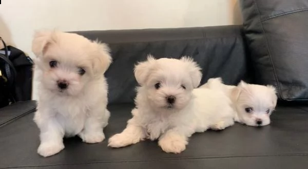 cuccioli di maltese 60 giorni bianchi altissima genealogia americana e coreana con pedigree
