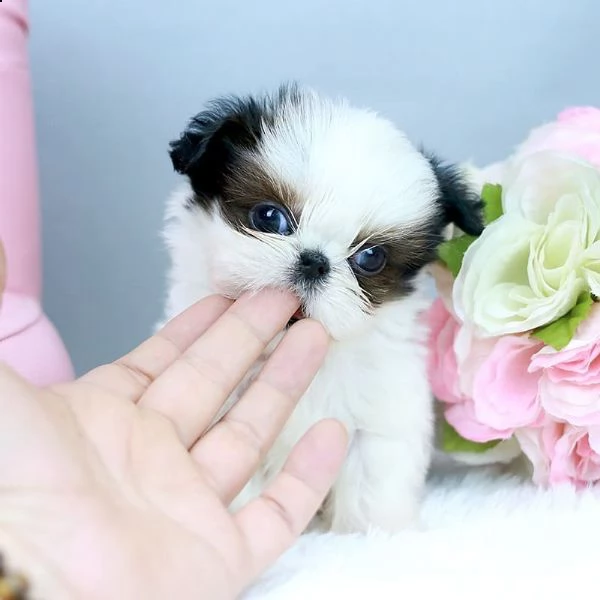 bellissimi cuccioli imperiali di shih tzu per ladozione | Foto 0