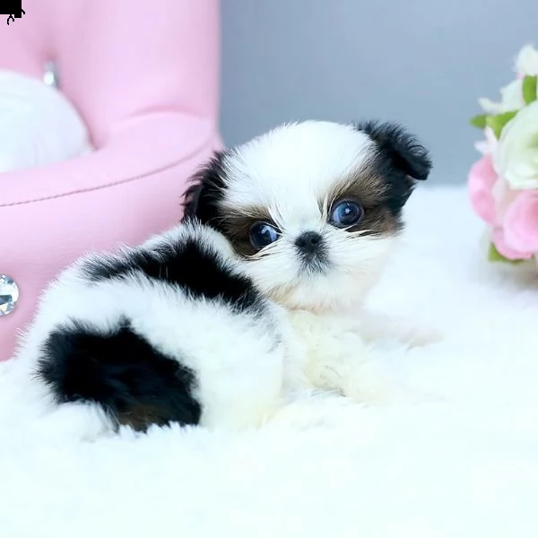 bellissimi cuccioli imperiali di shih tzu per ladozione