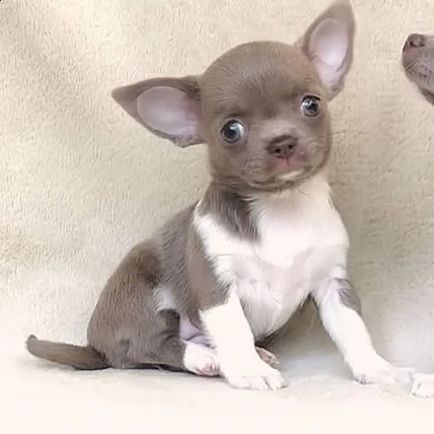 disponibili cuccioli di pelo liscio di prima classe | Foto 1