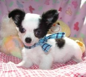 disponibili cuccioli di pelo liscio di prima classe | Foto 0