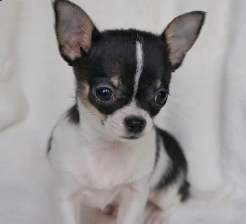 disponibili cuccioli di pelo liscio di prima classe