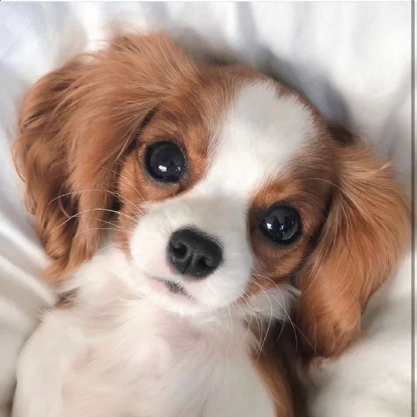 regalo cuccioli di razza cavalier king consegna con il libretto sanitario  il michrochip vaccinati