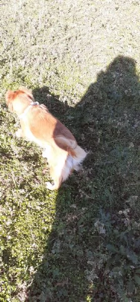 cagnolina cerca casa
