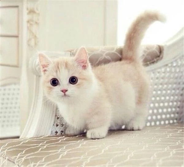 munchkin cucciolo