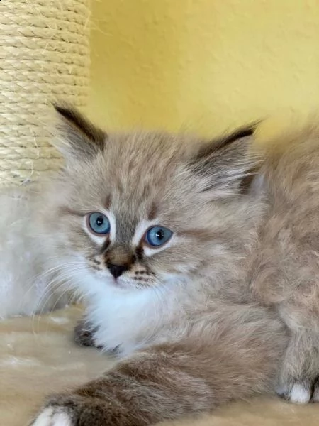 cuccioli di gatto siberiano