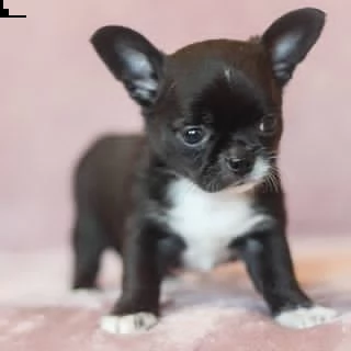 disponibili cuccioli di pelo liscio di prima classe | Foto 1