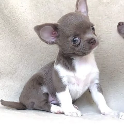 disponibili cuccioli di pelo liscio di prima classe