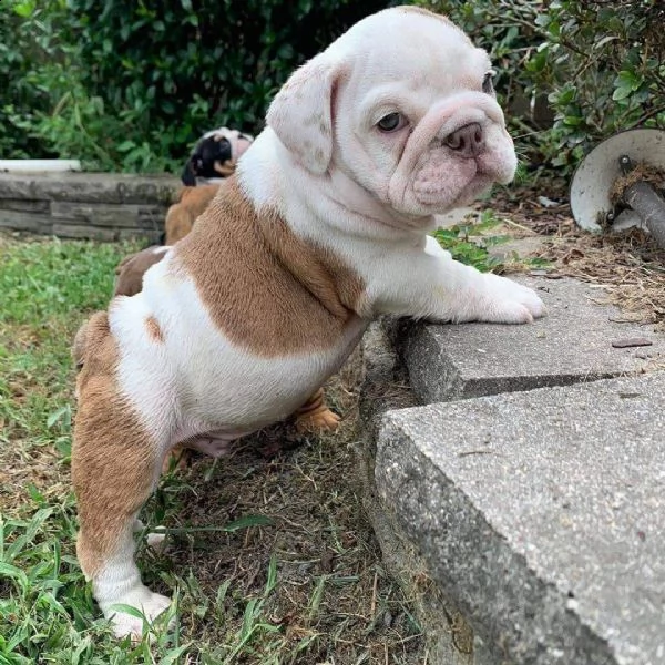 cuccioli bulldog inglese adozione | Foto 1