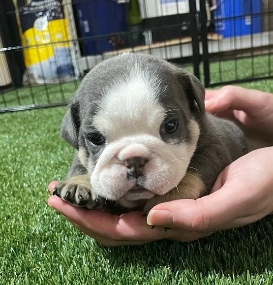 cuccioli bulldog inglese adozione | Foto 0