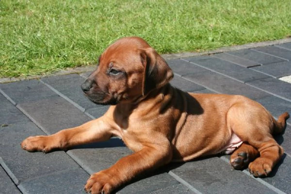 cuccioli rhodesian ridgeback maschio e femmina | Foto 0