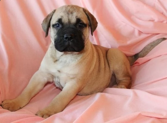 regalo abbiamo cuccioli di bullmastiff