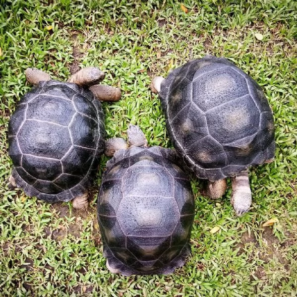 galapagos, la tartaruga stellata egiziana, la tartaruga leopardo, la tartaruga aldabra, la tartaruga | Foto 0