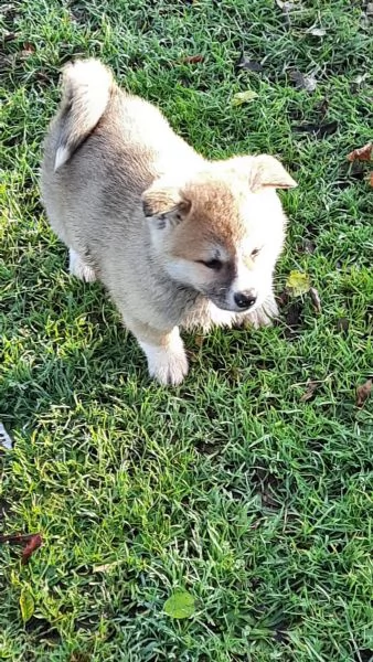 cuccioli akita americano