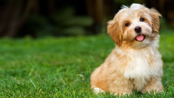 email  arwenbrades10atgmailcom cuccioli di havanese siamo urgentemente alla ricerca di una nuova ca