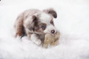  adorabili cuccioli pastore australiano femminucce e maschietti disponibili i cuccioli sono vaccinat