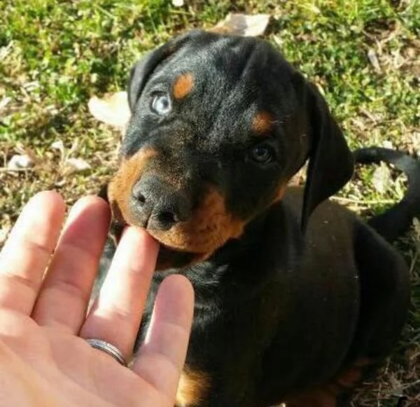  adorabili cuccioli dobermann femminucce e maschietti disponibili i cuccioli sono vaccinati svermina