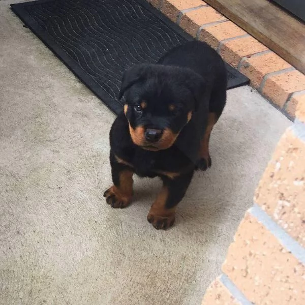  regalo rottweiler cuccioli maschio e femmina bellissimo cuccioli di rottweiler maschio e femmina