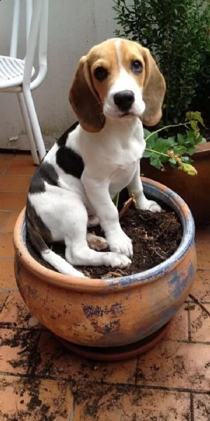  regalo beagle meravigliosi cuccioli di beagle ottima genealogia, gia vaccinati, sverminati e microc