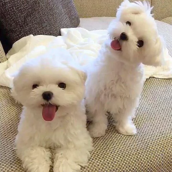  regalo dolci cuccioli maltese per ladozione abbiamo cuccioli maltese molto felice e sorprendente 