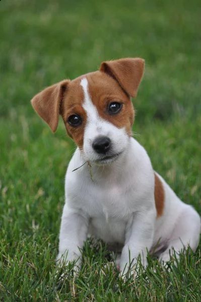  regalo jack russell cuccioli sono disponibile due bellissime cuccioli jack russell  alta genealogi