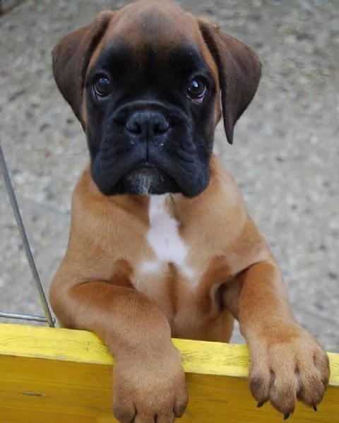   regalo cuccioli di boxer cuccioli di boxer rossi maschietti e femminucce  i cuccioli vengono cedu