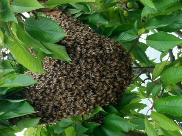 recupero sciami di api mellifere 