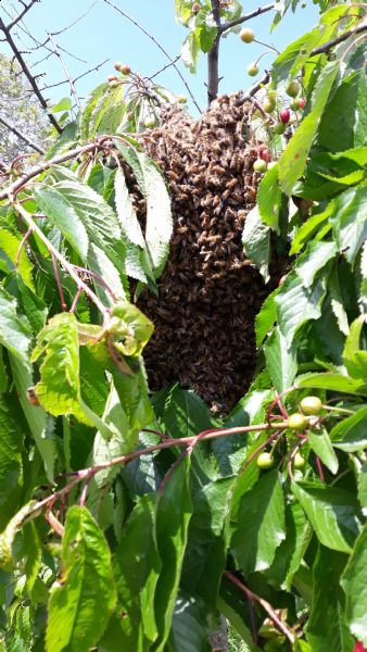 recupero sciami di api mellifere  | Foto 2
