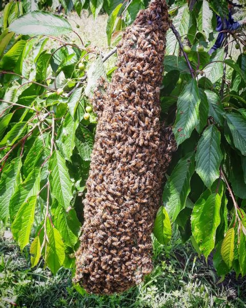 recupero sciami di api mellifere  | Foto 1