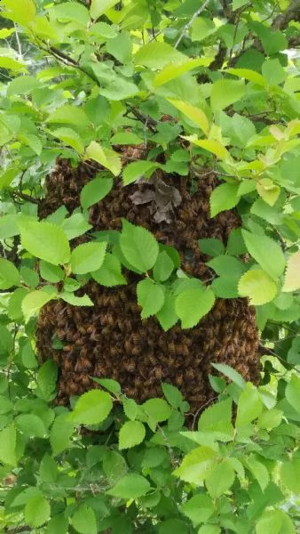 recupero sciami di api mellifere  | Foto 0