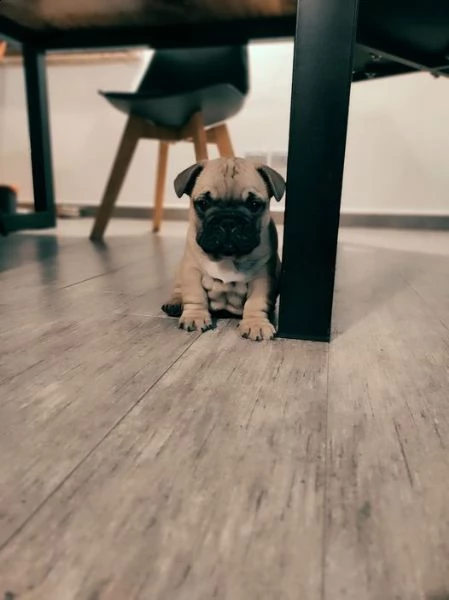 cucciolo maschio con pedegree | Foto 0