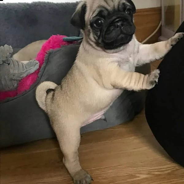 cucciolo di carlino mozzafiato