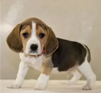 cuccioli beagle tricolor di 3 mesi