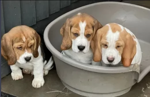 cuccioli beagle tricolor di 3 mesi | Foto 0