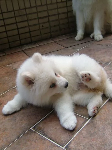 cuccioli samoiedo maschio e femmina | Foto 0