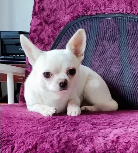 cuccioli di chihuahua