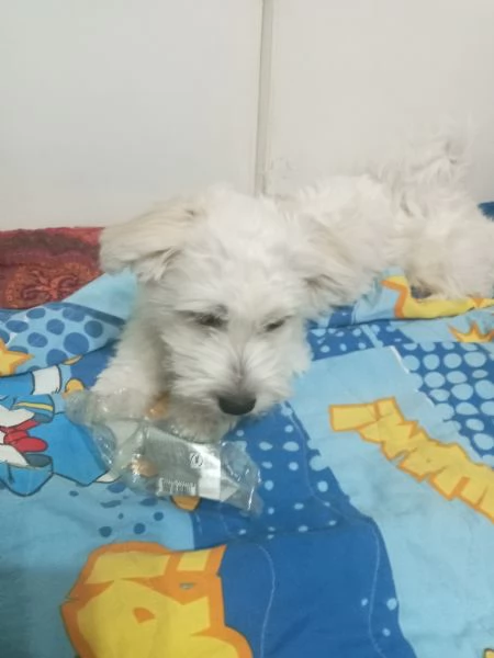 Cucciolina Maltese femmina 