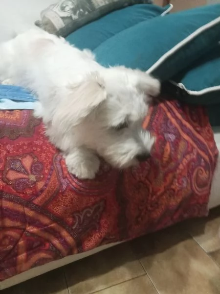 Cucciolina Maltese femmina  | Foto 1