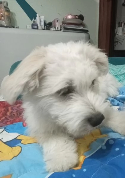 Cucciolina Maltese femmina  | Foto 0