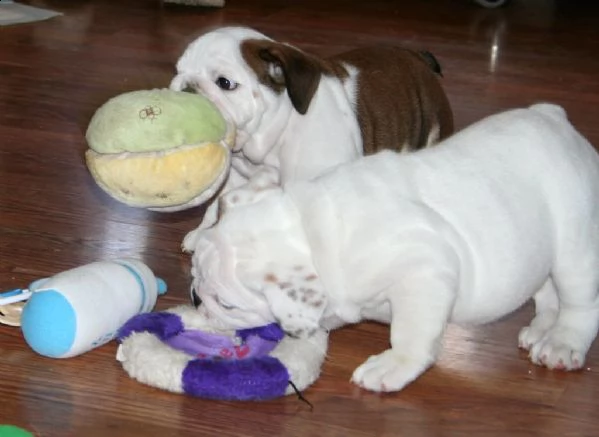bulldog inglese cuccioli disponibili