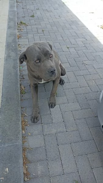 cane corso 