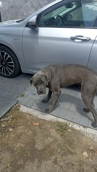 cane corso  | Foto 1