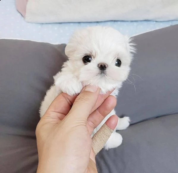 cuccioli di razza maltese tre mesi | Foto 0