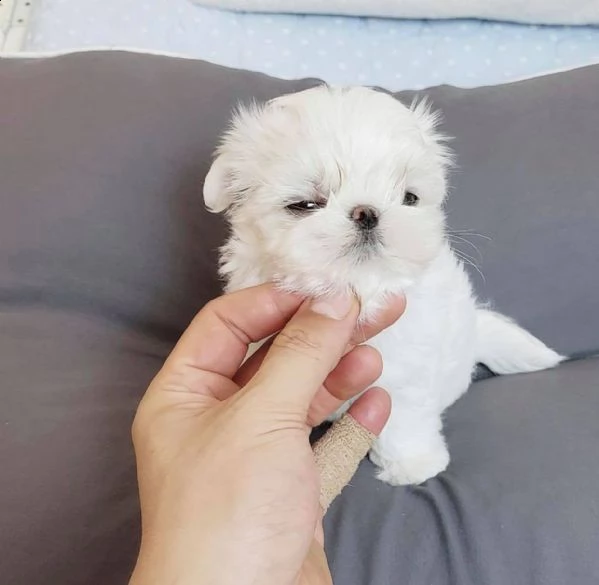 cuccioli di razza maltese tre mesi