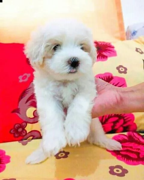 cuccioli di razza maltese tre mesi