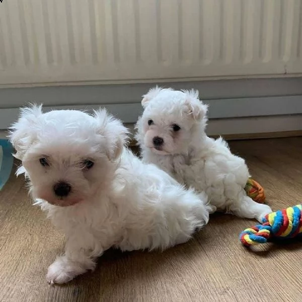 cuccioli di razza maltese tre mesi | Foto 0