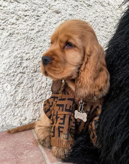 americano cocker spaniel cuccioli