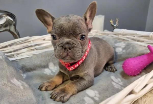cuccioli di bulldog francese
