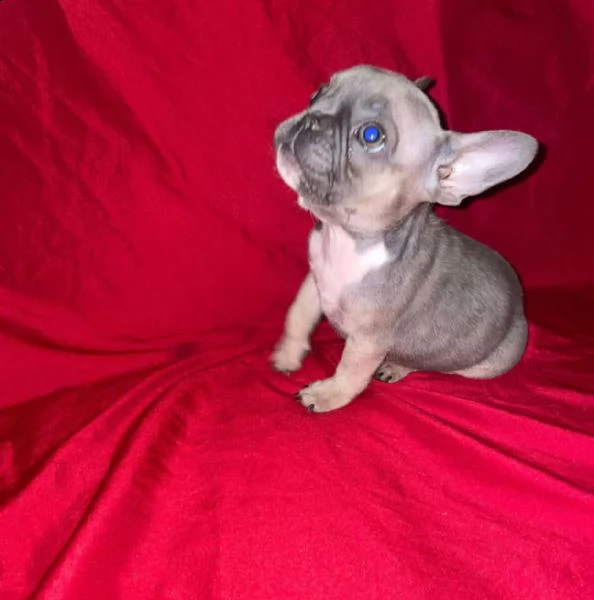 cuccioli di bulldog francese | Foto 0